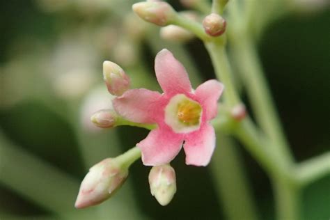 urceola rosea